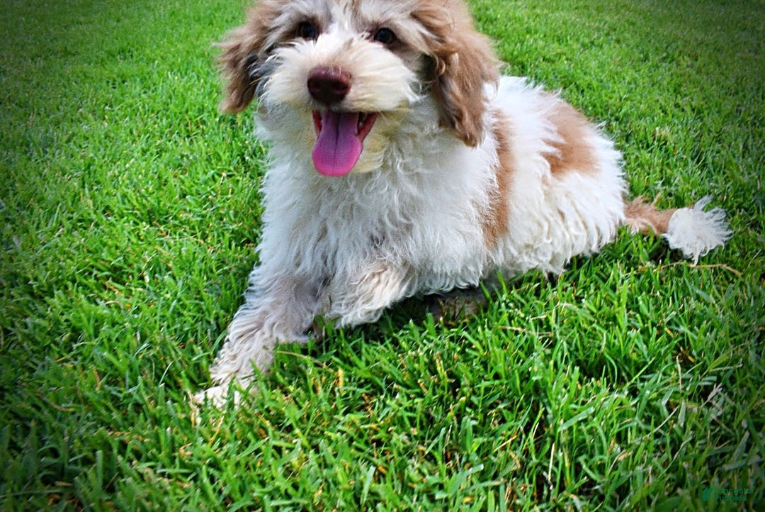 Havapoo dogs for sale: Vegas - Image 22