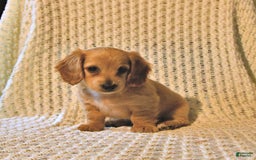 Miniature Dachshund dogs for sale: Honey - Image 2