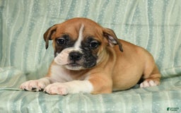 Beabull dogs for sale: Kennedi - Image 7