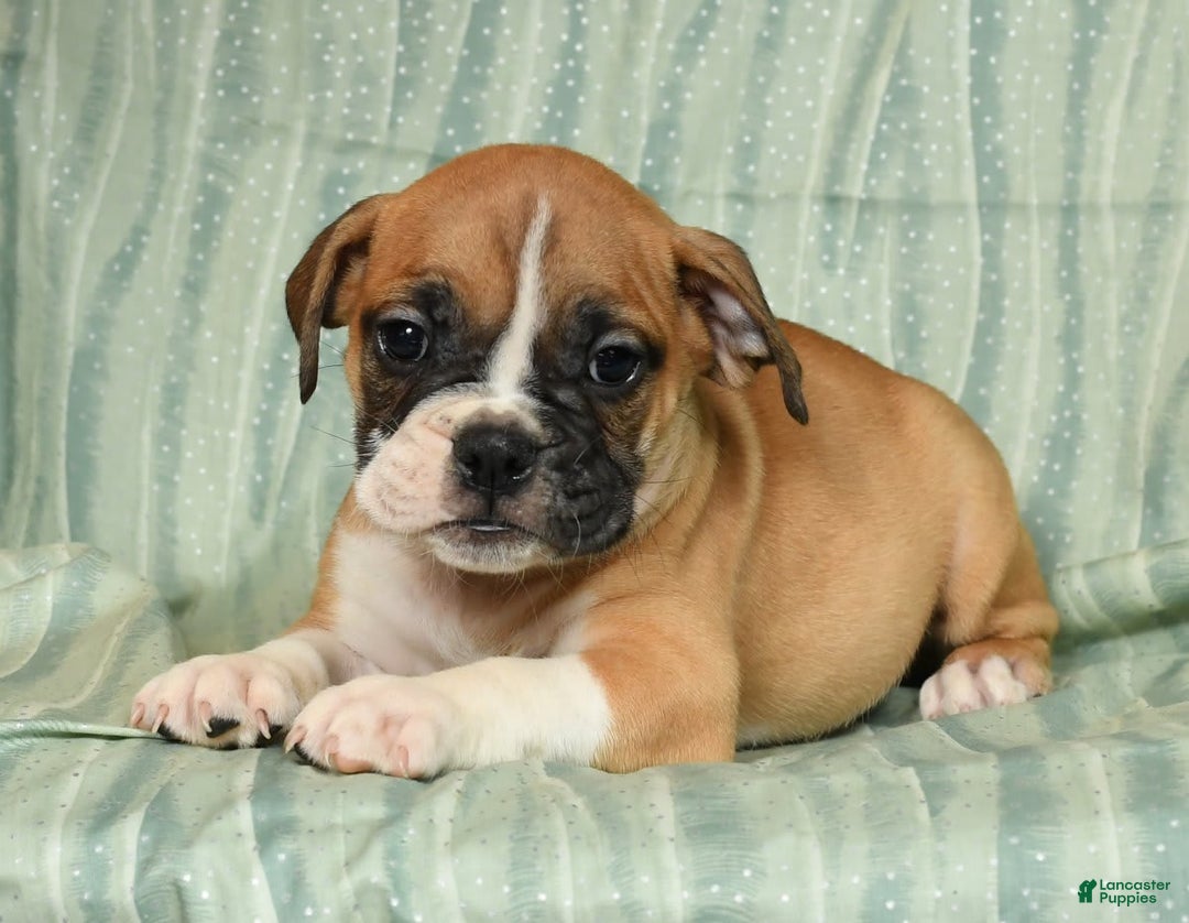 Beabull dogs for sale: Kennedi - Image 7