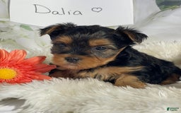 Yorkshire Terrier dogs for sale: Dahlia - Image 5