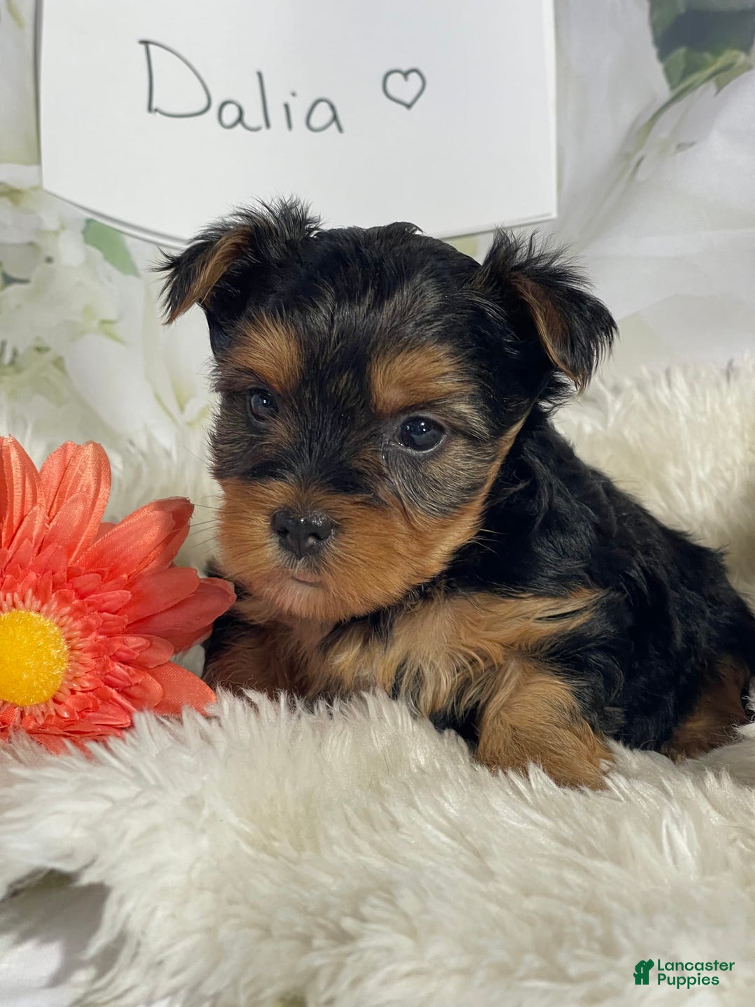 Yorkshire Terrier dogs for sale: Dahlia - Image 5