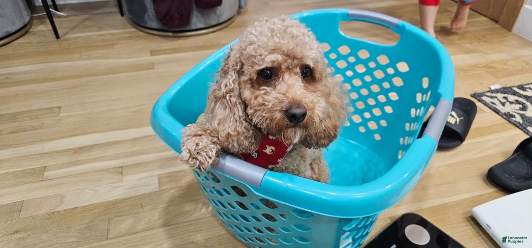 Miniature Poodle dogs for sale: Ginger - Image 1