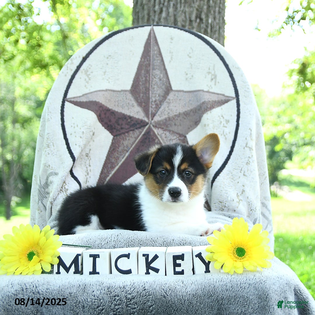 Welsh Corgi Pembroke dogs for sale: Mickey - Image 4