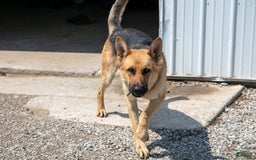 German Shepherd dogs for sale: Mika - Image 3
