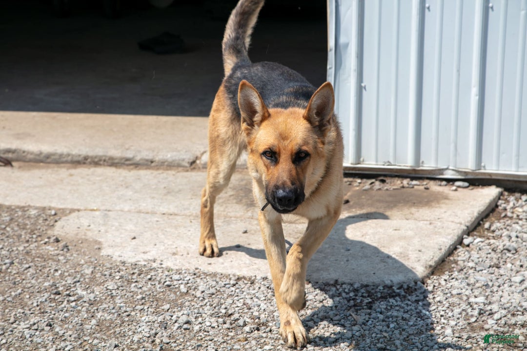 German Shepherd dogs for sale: Mika - Image 3