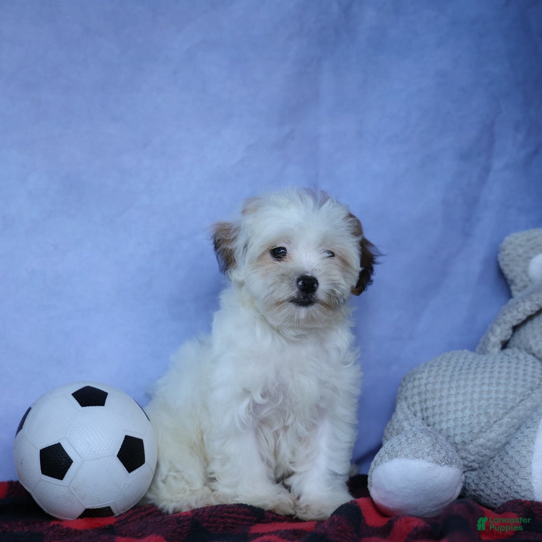 Shihpoo dogs for sale: Sophie - Image 19