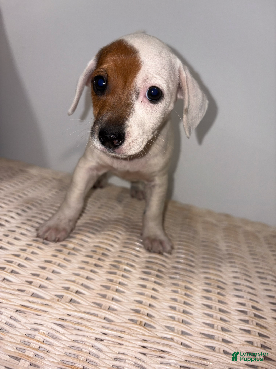 Jack Russell Terrier dogs for sale: Sandy - Image 8