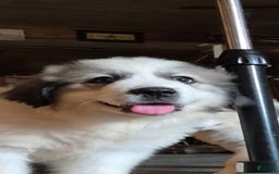 Great Pyrenees dogs for sale: Purple - Image 4