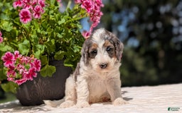 Mini Bernedoodle dogs for sale: Sammy - Image 7