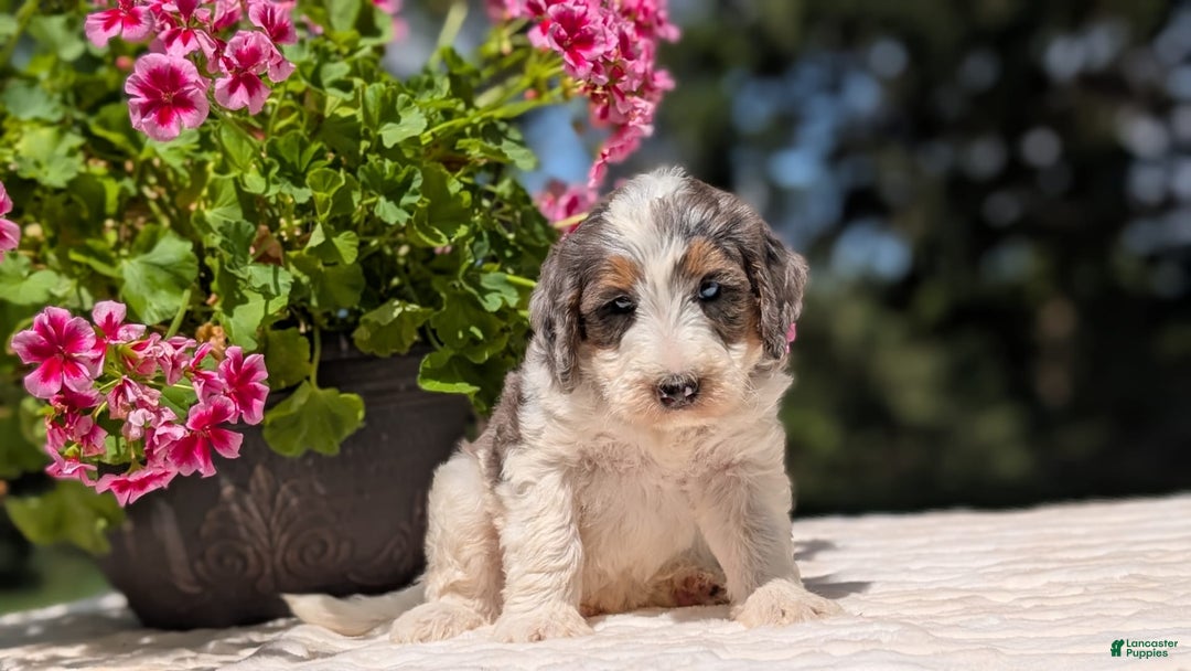 Mini Bernedoodle dogs for sale: Sammy - Image 7