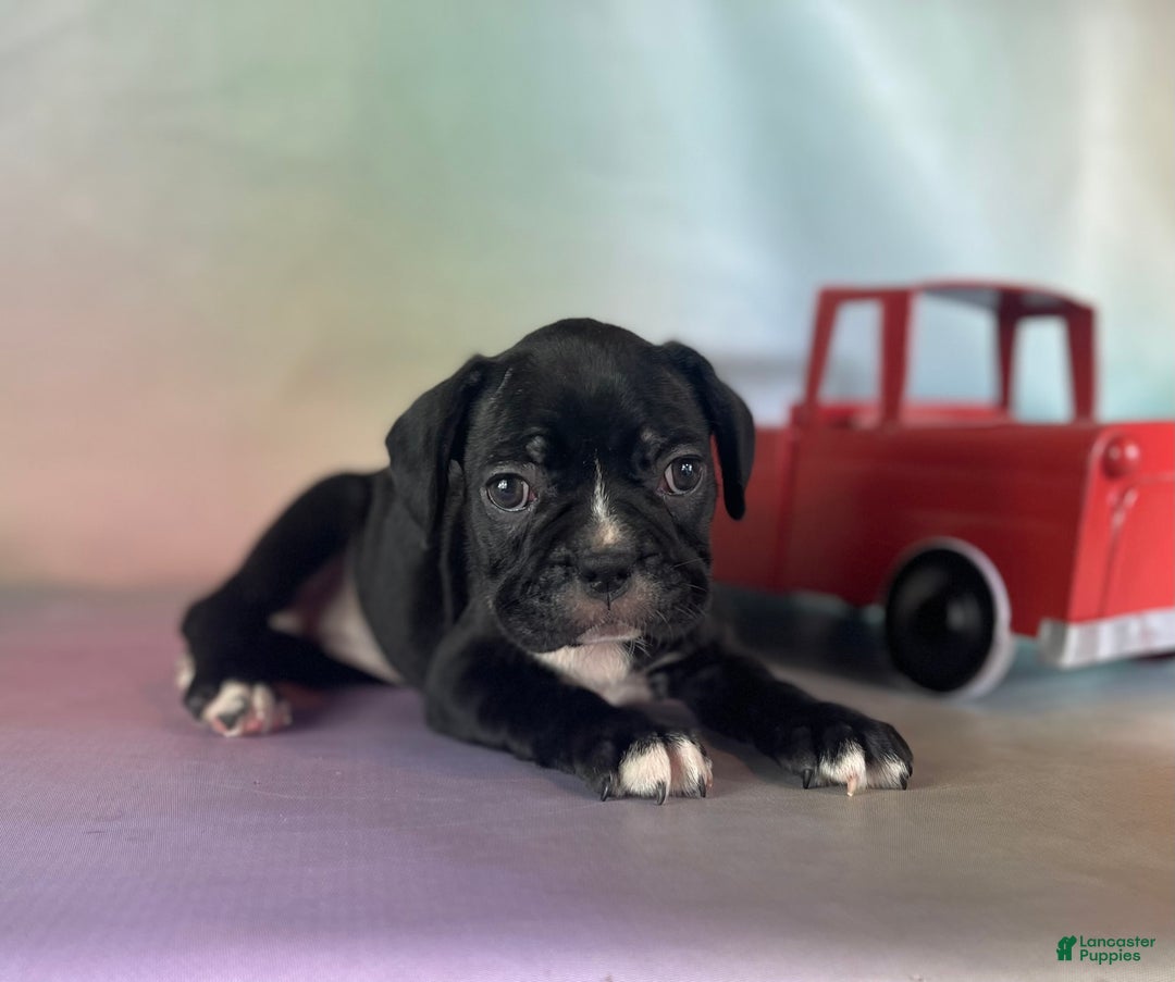 Frenchton dogs for sale: Carrie Dna Clear - Image 2