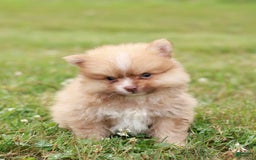 Pomeranian dogs for sale: Lane - Image 1