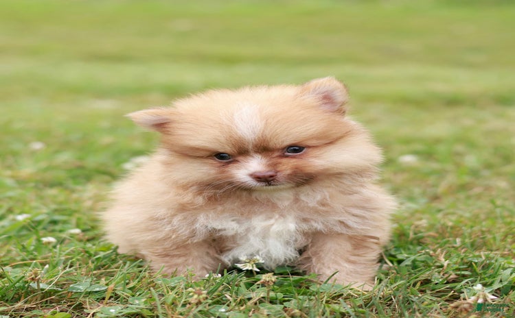 Pomeranian dogs for sale - Ad 1