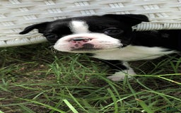 Boston Terrier dogs for sale: Jewels - Image 1