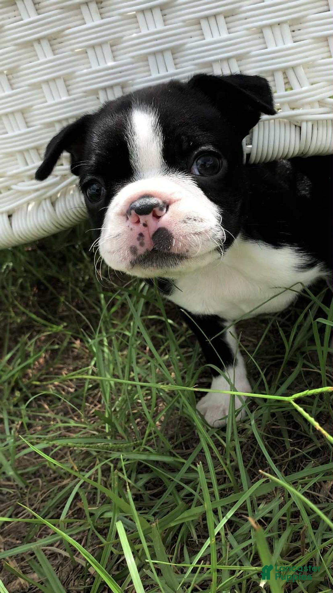 Boston Terrier dogs for sale: Jewels - Image 1