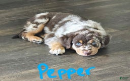 Australian Shepherd dogs for sale: Pepper - Image 1