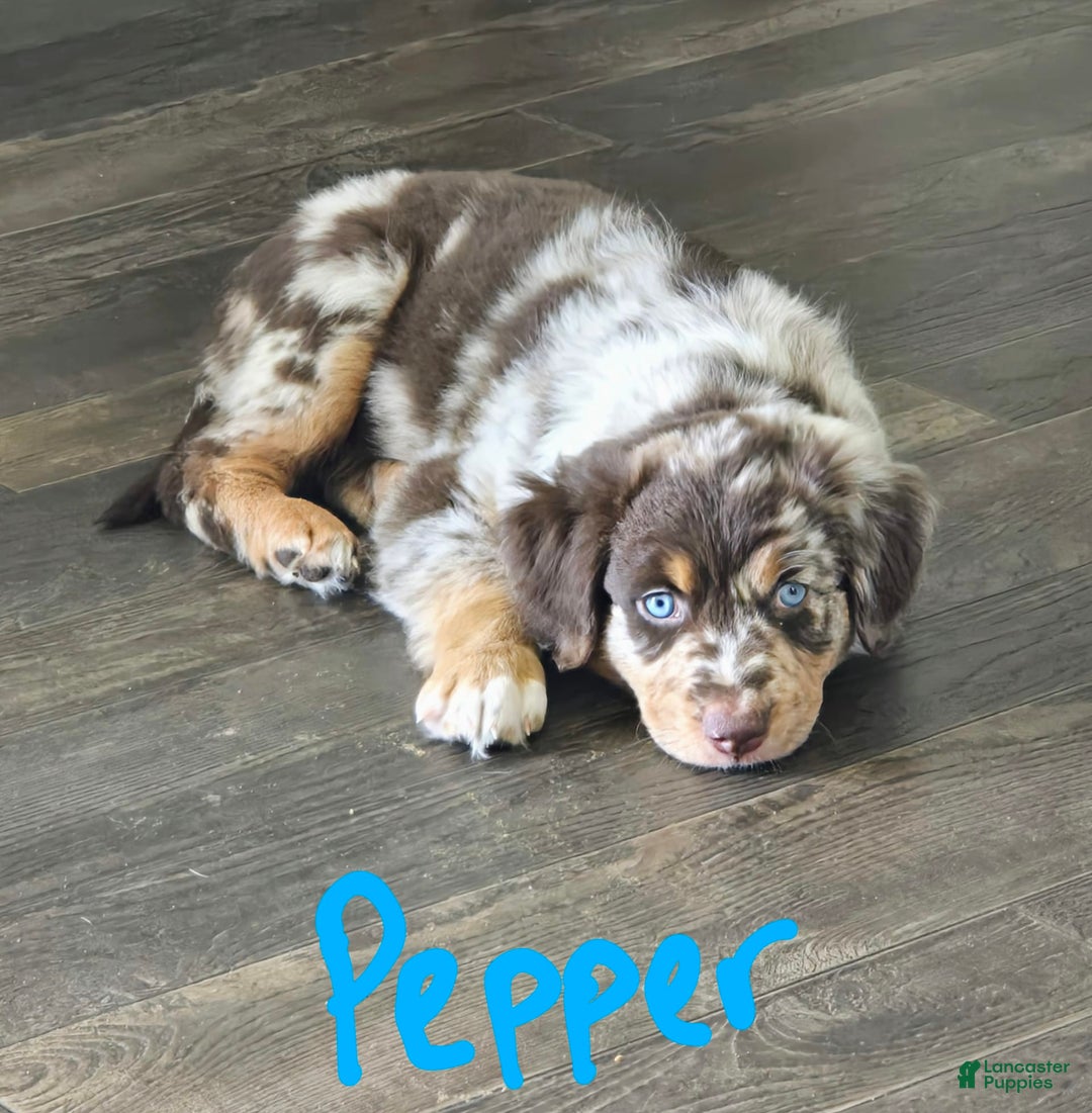 Australian Shepherd dogs for sale: Pepper - Image 1