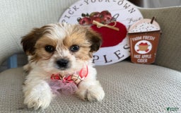 Teddy Bear dogs for sale: Pumpkin - Image 3