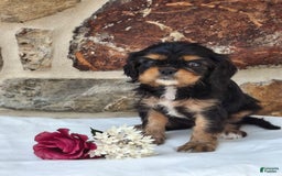 Cavalier King Charles Spaniel dogs for sale: Sweetie - Image 8