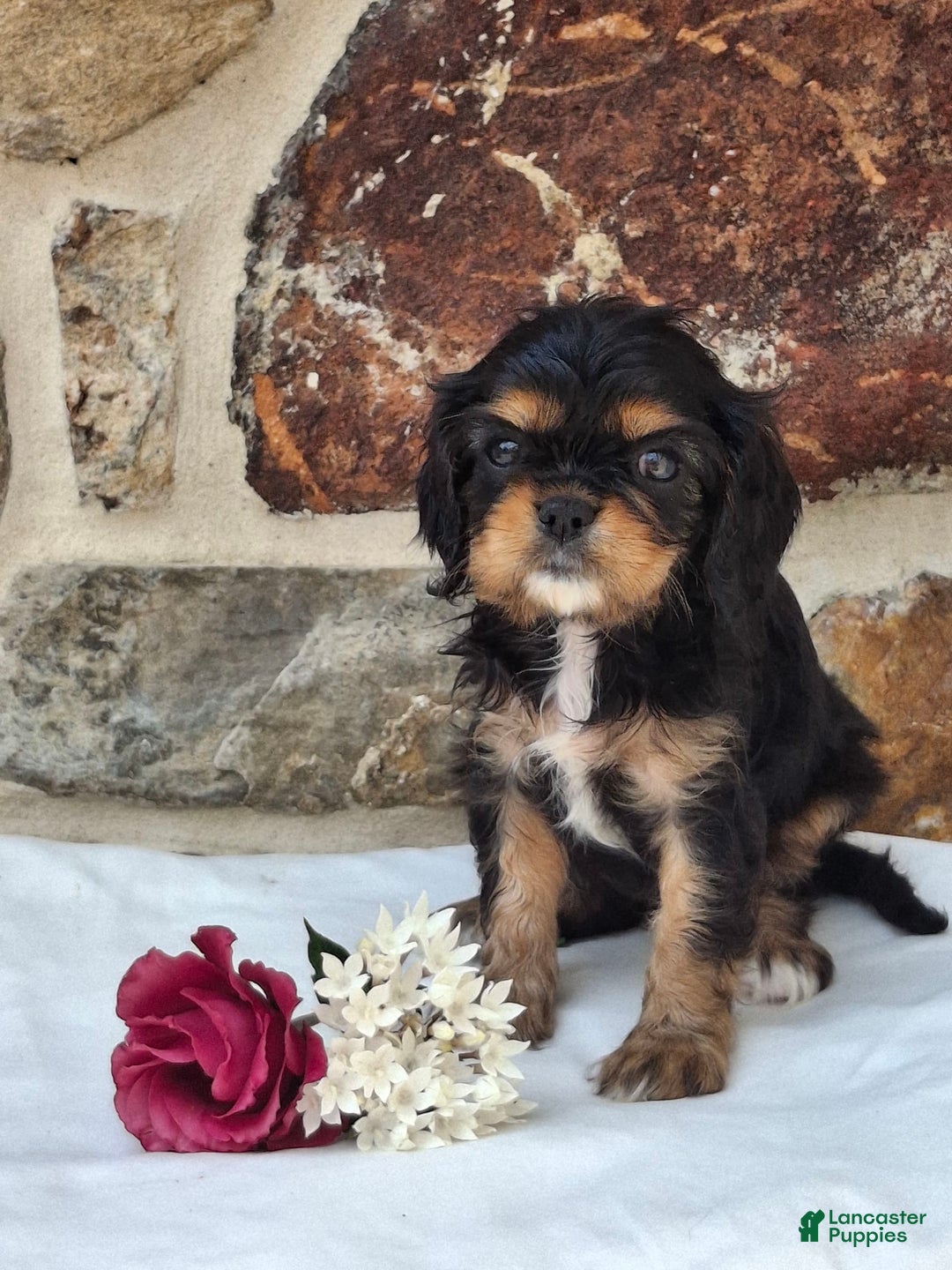 Cavalier King Charles Spaniel dogs for sale: Sweetie - Image 8