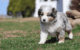 Miniature Australian Shepherd dogs for sale: Washington - Image 23