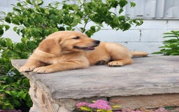 Golden Retriever dogs for sale: Drew - Image 4
