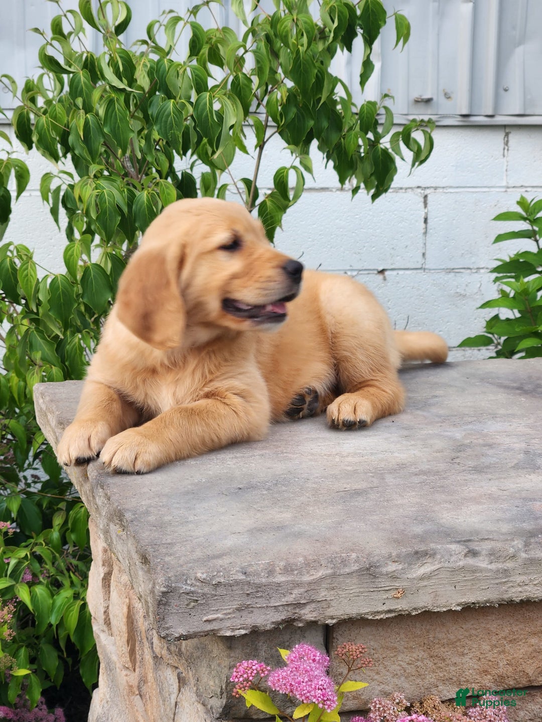 Golden Retriever dogs for sale: Drew - Image 4