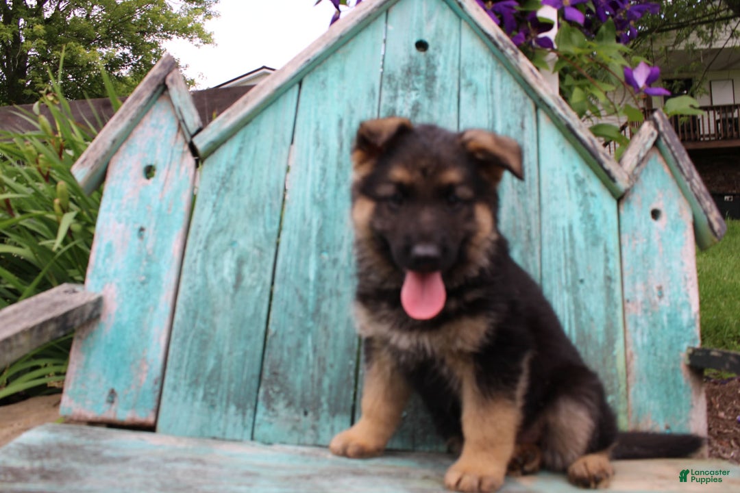 German Shepherd dogs for sale: Bear - Image 10