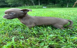 Chihuahua dogs for sale: Genny - Image 1
