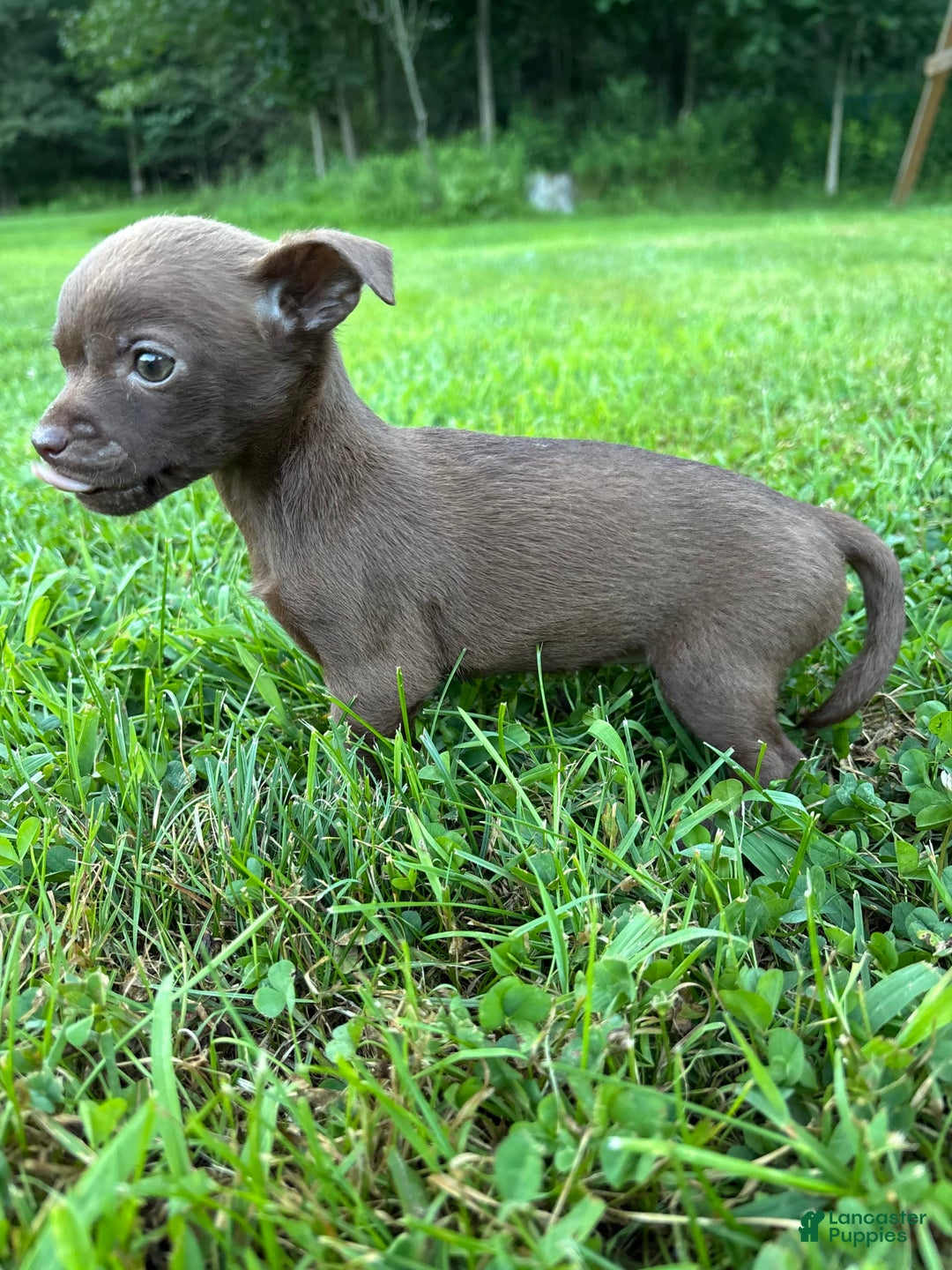 Chihuahua dogs for sale: Genny - Image 1