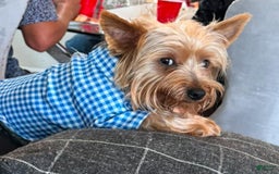 Yorkshire Terrier dogs for sale: Female / Yellow Collar - Image 8