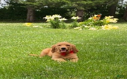 Golden Retriever dogs for sale: Gunther - Image 30