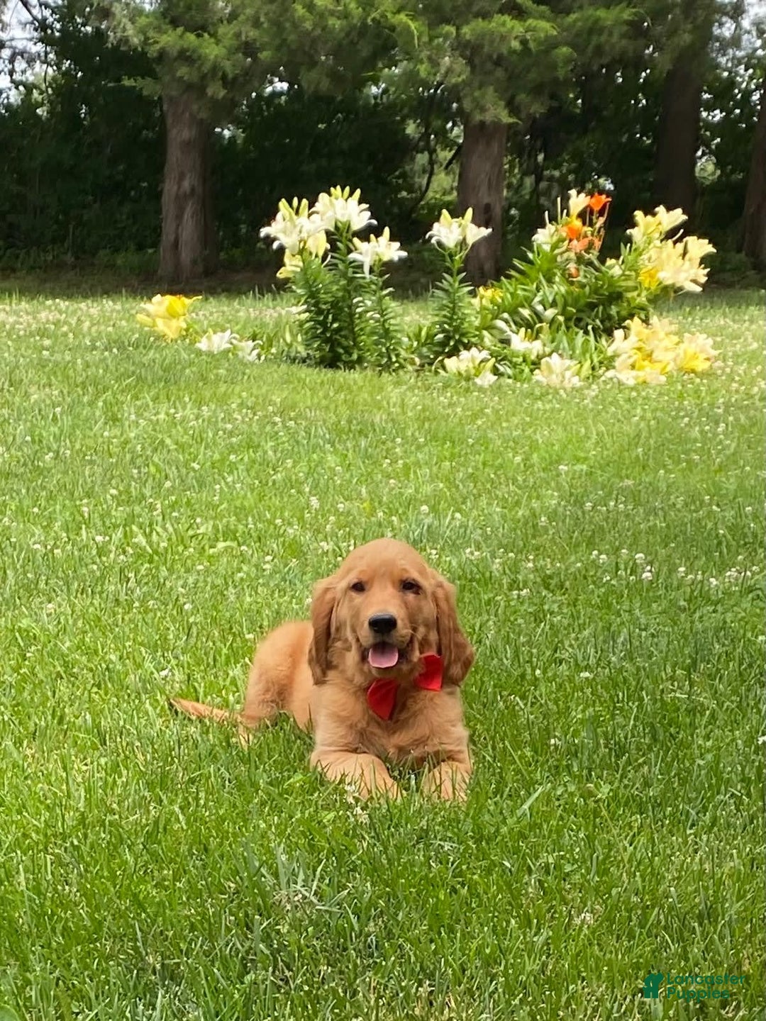 Golden Retriever dogs for sale: Gunther - Image 30