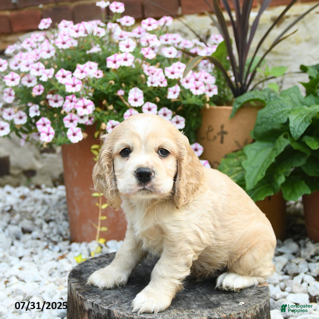 Cocker Spaniel dogs for sale: Captain - Image 5