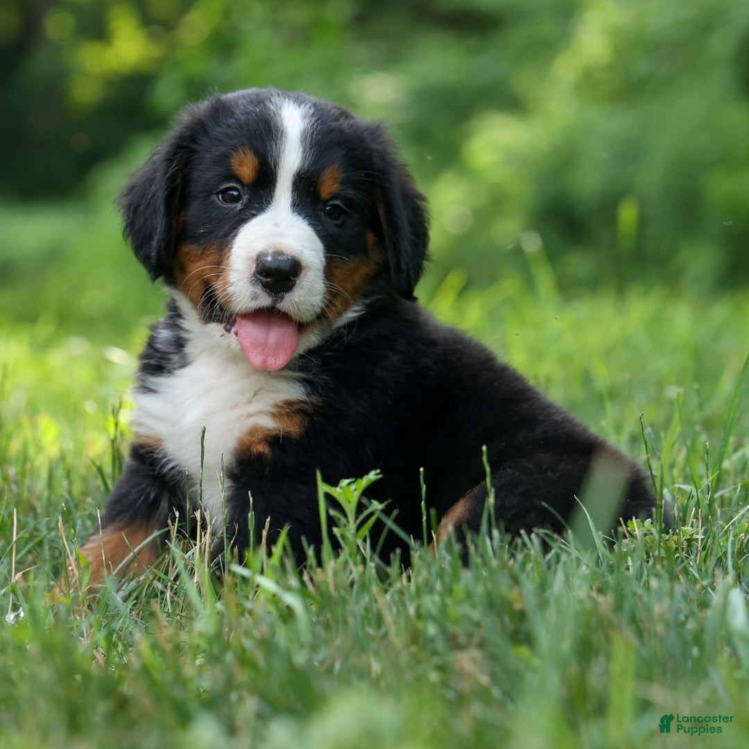Bernese Mountain Dog dogs for sale: Snoopy - Image 17