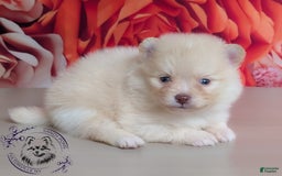 Pomeranian dogs for sale: Sunny - Image 5