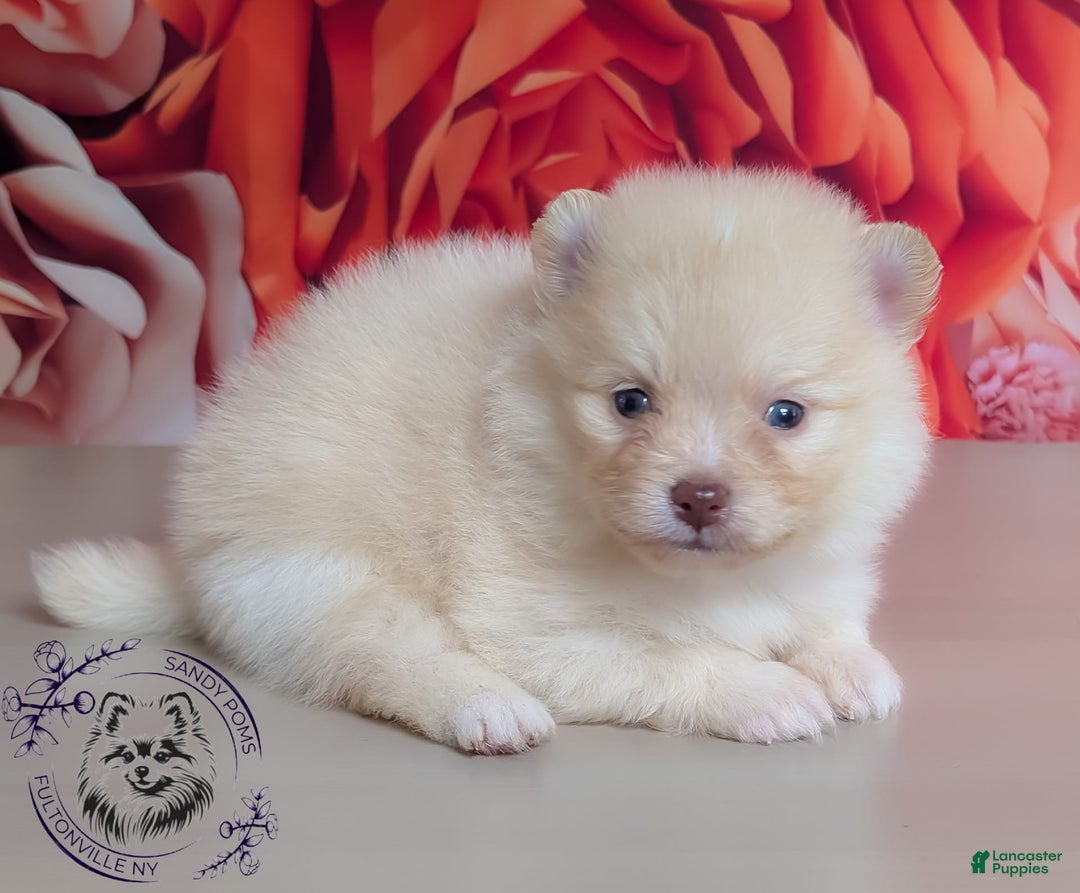 Pomeranian dogs for sale: Sunny - Image 5