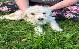 Labradoodle dogs for sale: Sally - Image 1