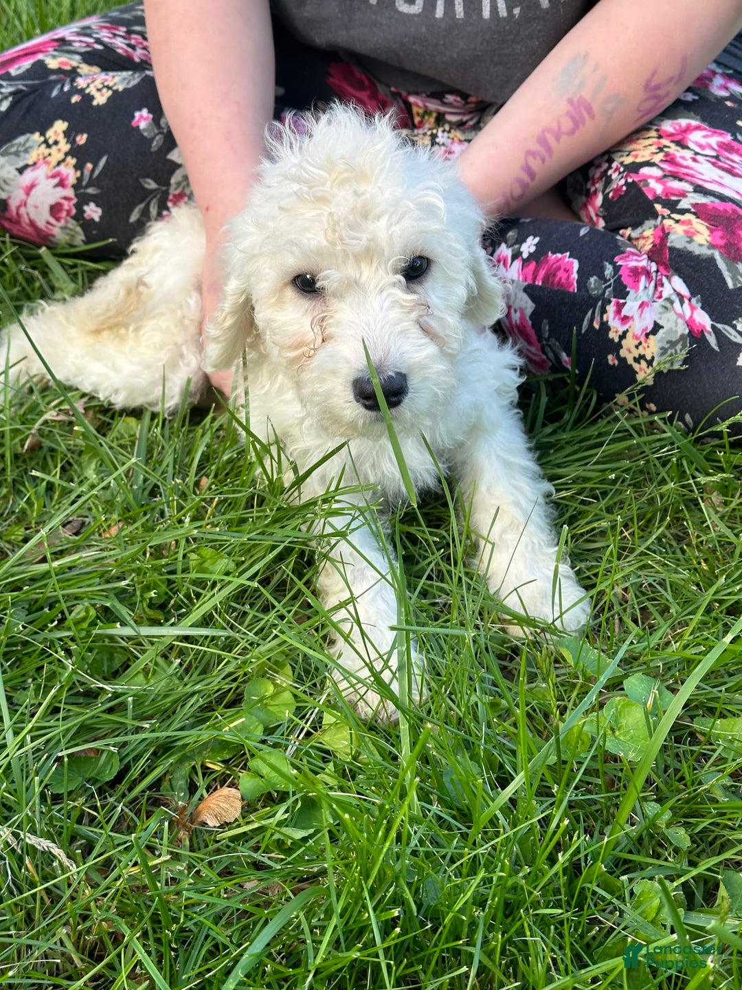 Labradoodle dogs for sale: Sally - Image 1