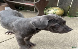 Cane Corso dogs for sale: Madonna - Image 2