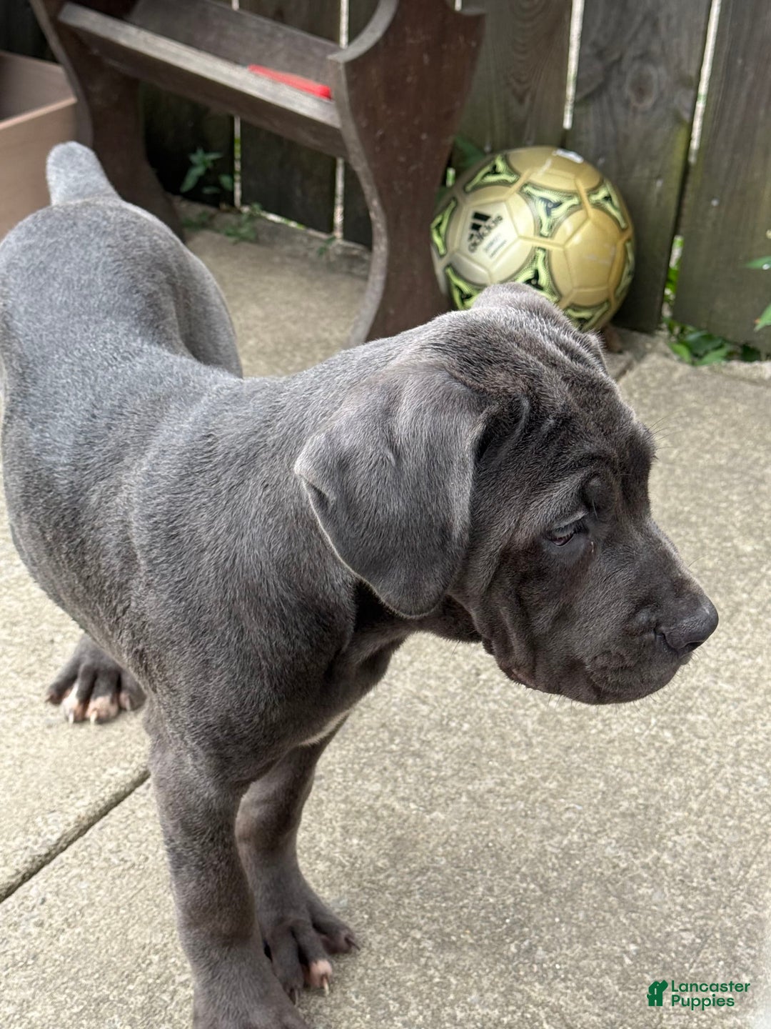 Cane Corso dogs for sale: Madonna - Image 2