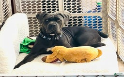 Cane Corso dogs for sale: Zeena - Image 3
