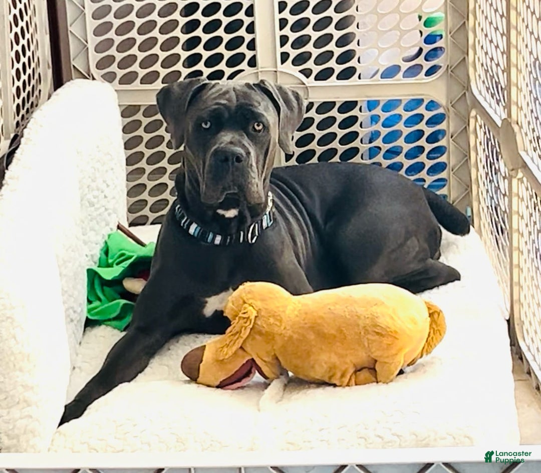 Cane Corso dogs for sale: Zeena - Image 3