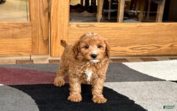 Cavapoo dogs for sale: Perry F1b - Image 6