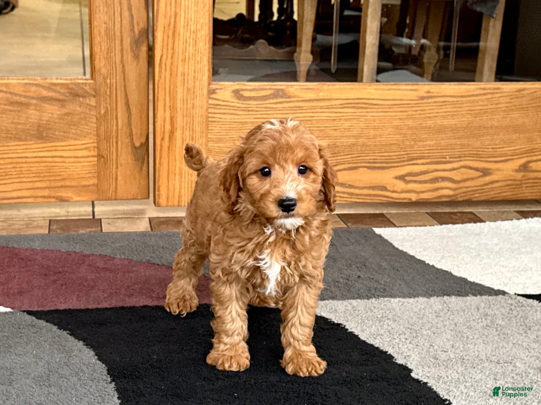 Cavapoo dogs for sale: Perry F1b - Image 6
