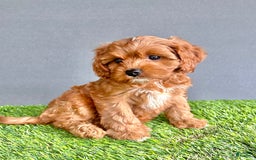 Cavapoo dogs for sale: Winnie - Image 5