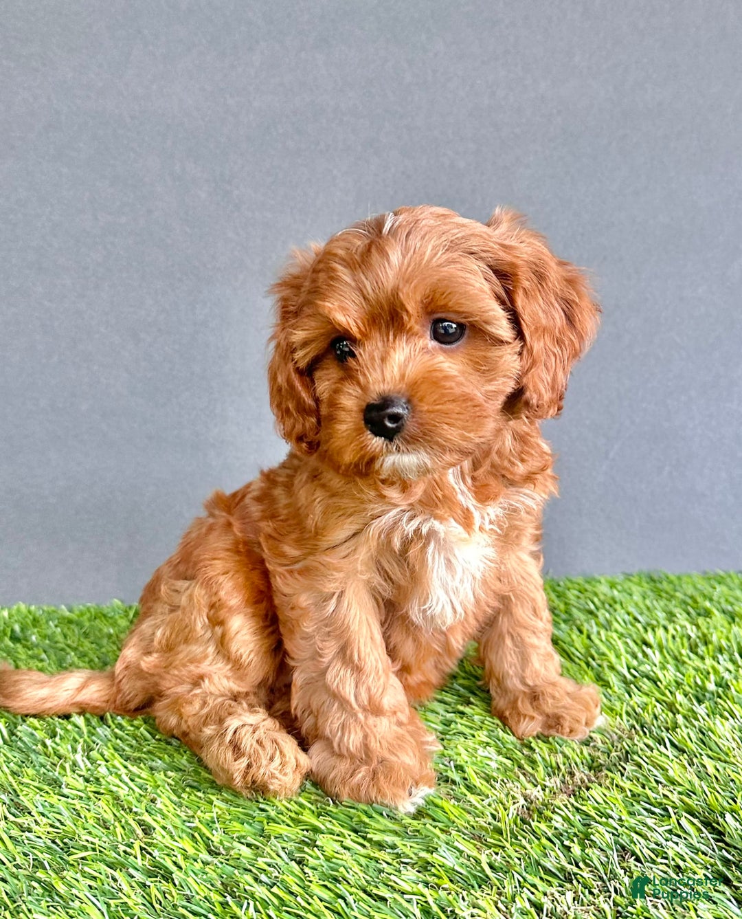 Cavapoo dogs for sale: Winnie - Image 5