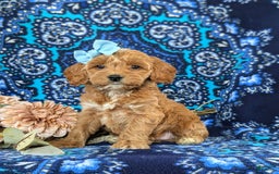Cockapoo dogs for sale: Dustee - Image 4