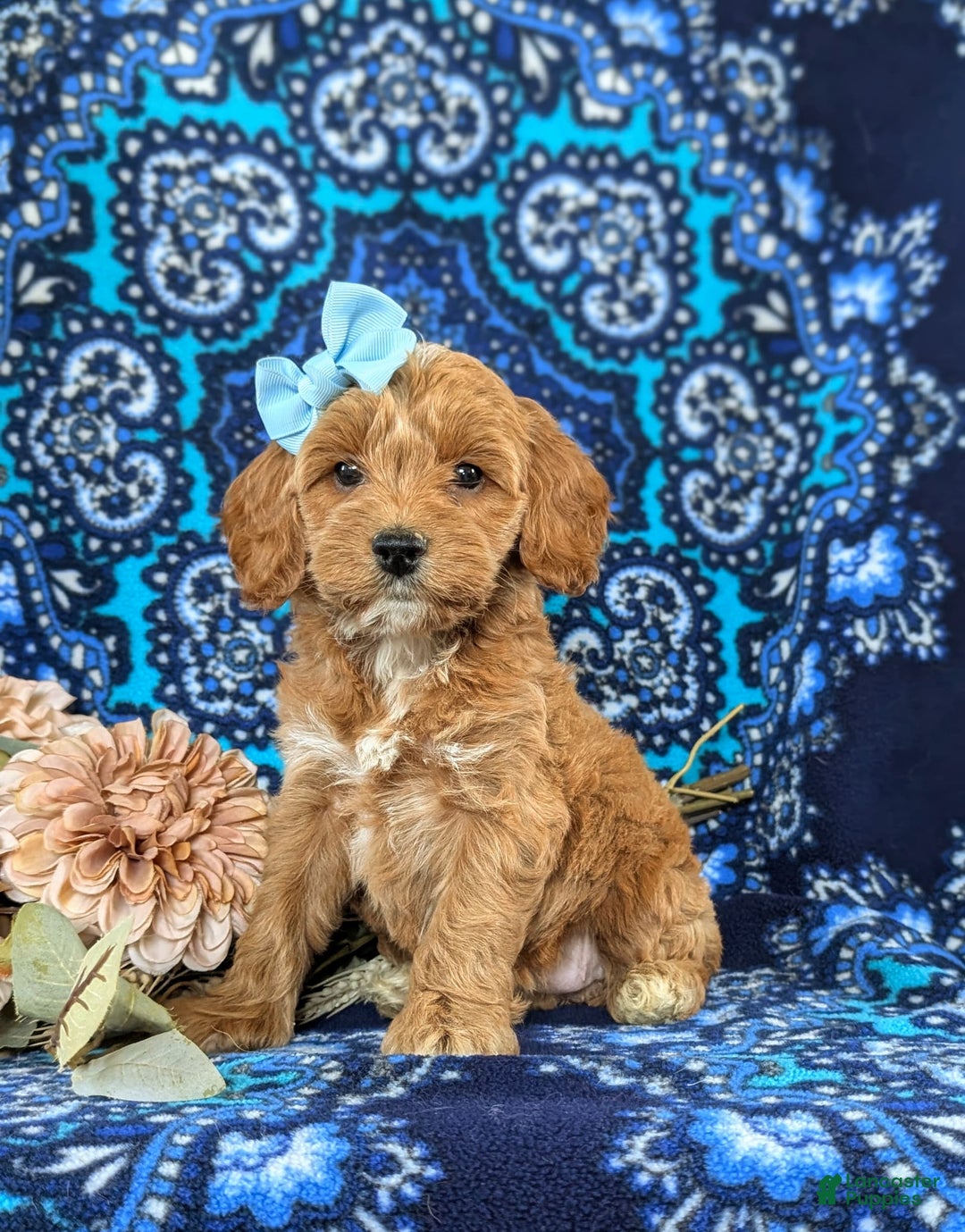 Cockapoo dogs for sale: Dustee - Image 4